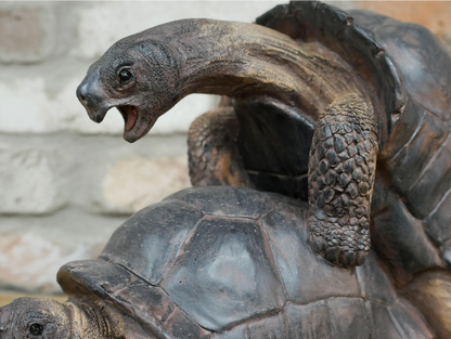 Happy Tortoises