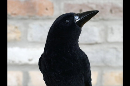Crow On Skull