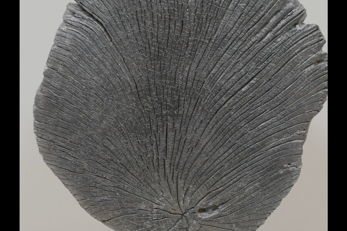 Black Wood Decoration