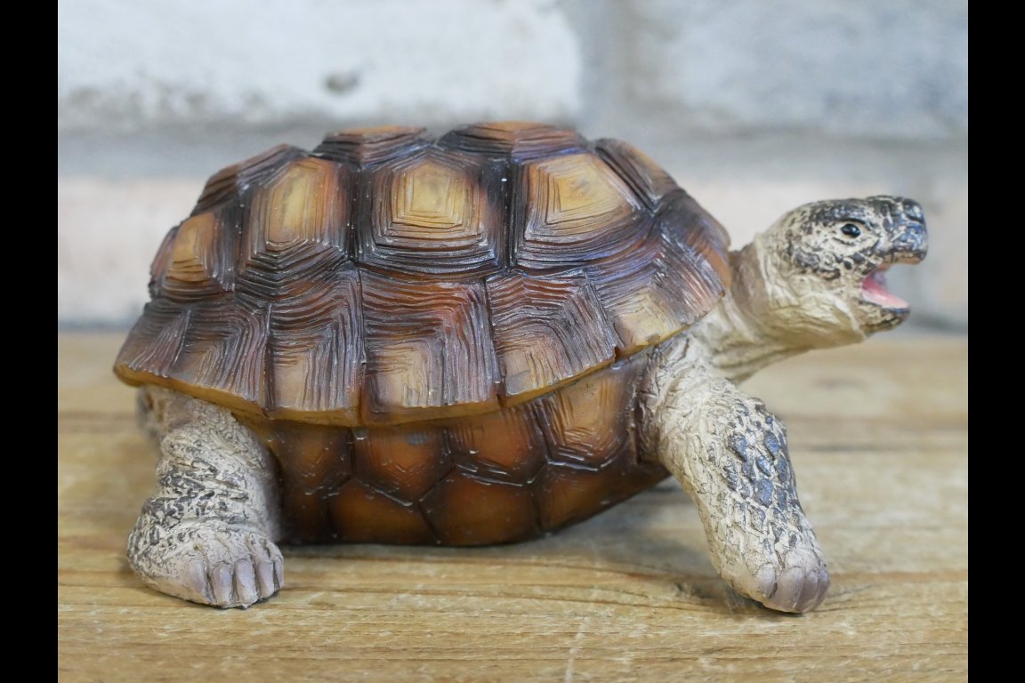 Tortoise