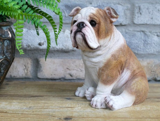 Bulldog