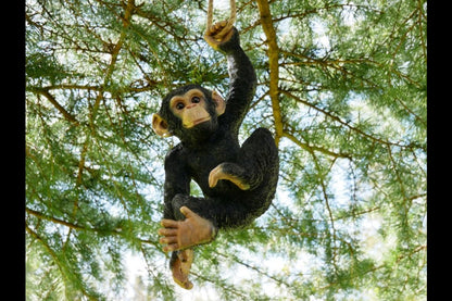 Climbing Monkey