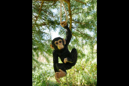 Climbing Monkey