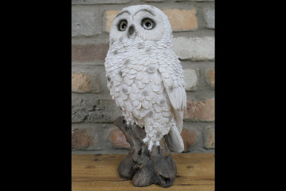Solar Owl