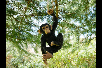 Climbing Monkey