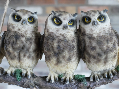 Three Owls On A Branch