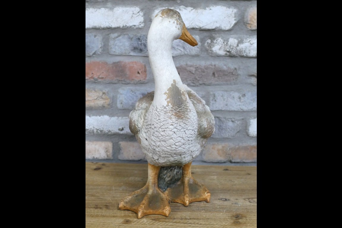 Duck