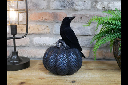 Crow On Pumpkin
