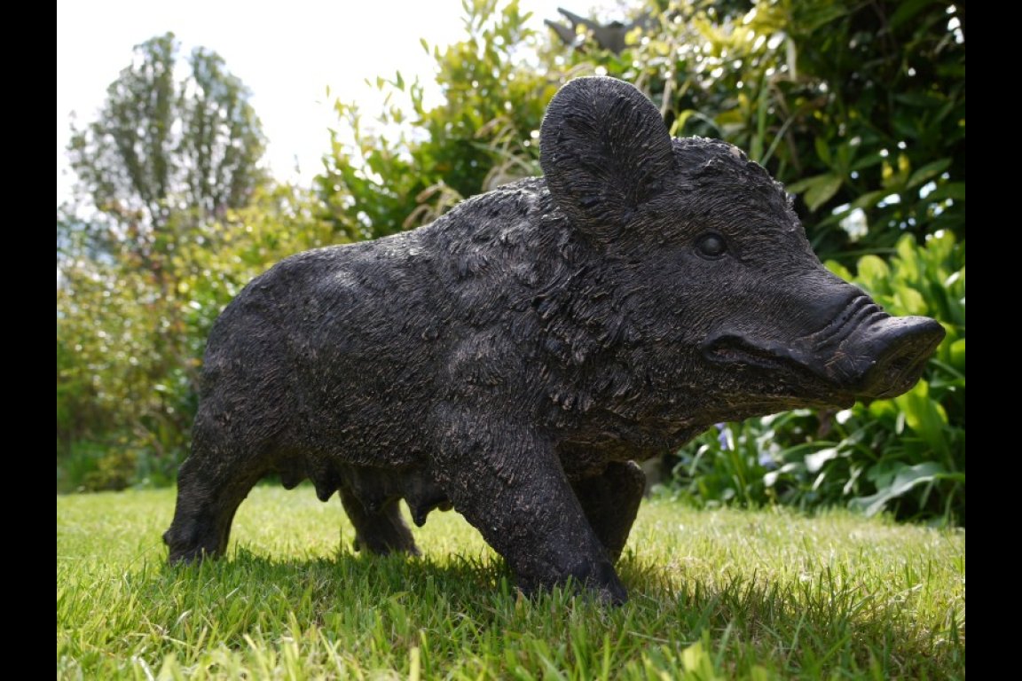 Pig