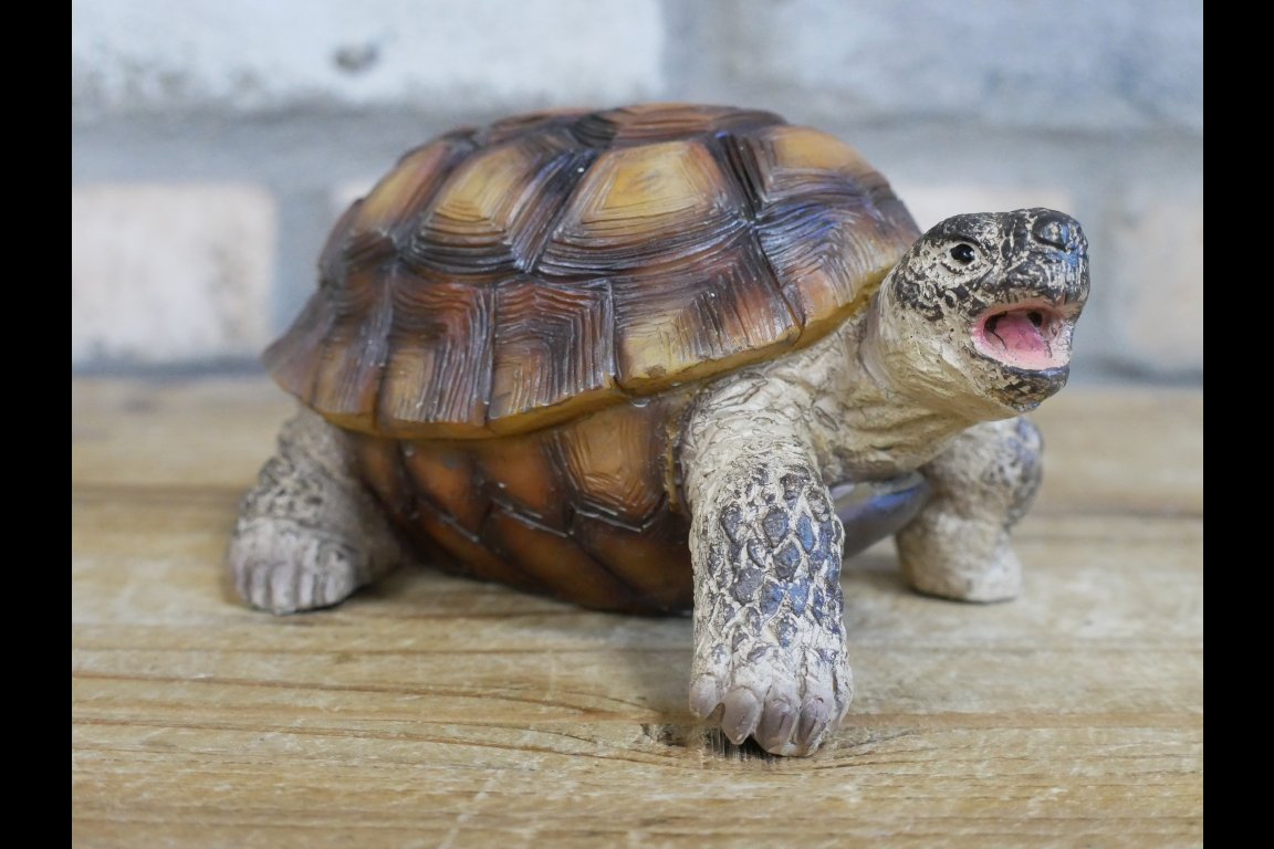 Tortoise