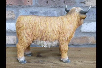 Highland Cow