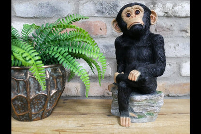 Monkey Sat On Rocks