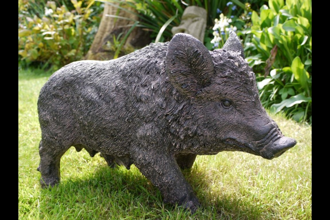 Pig