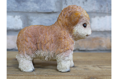 Tiny Baby Cow