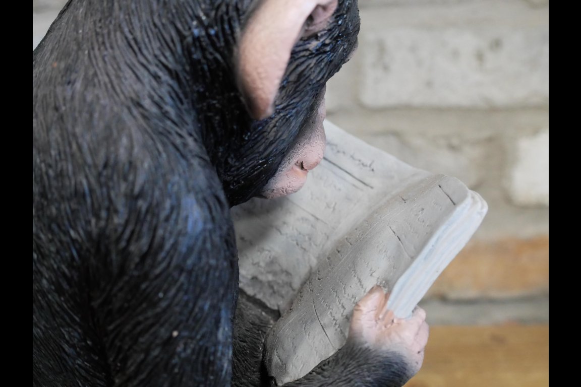 Monkey Reading The News