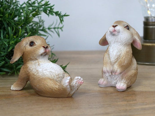 Mini Rabbits