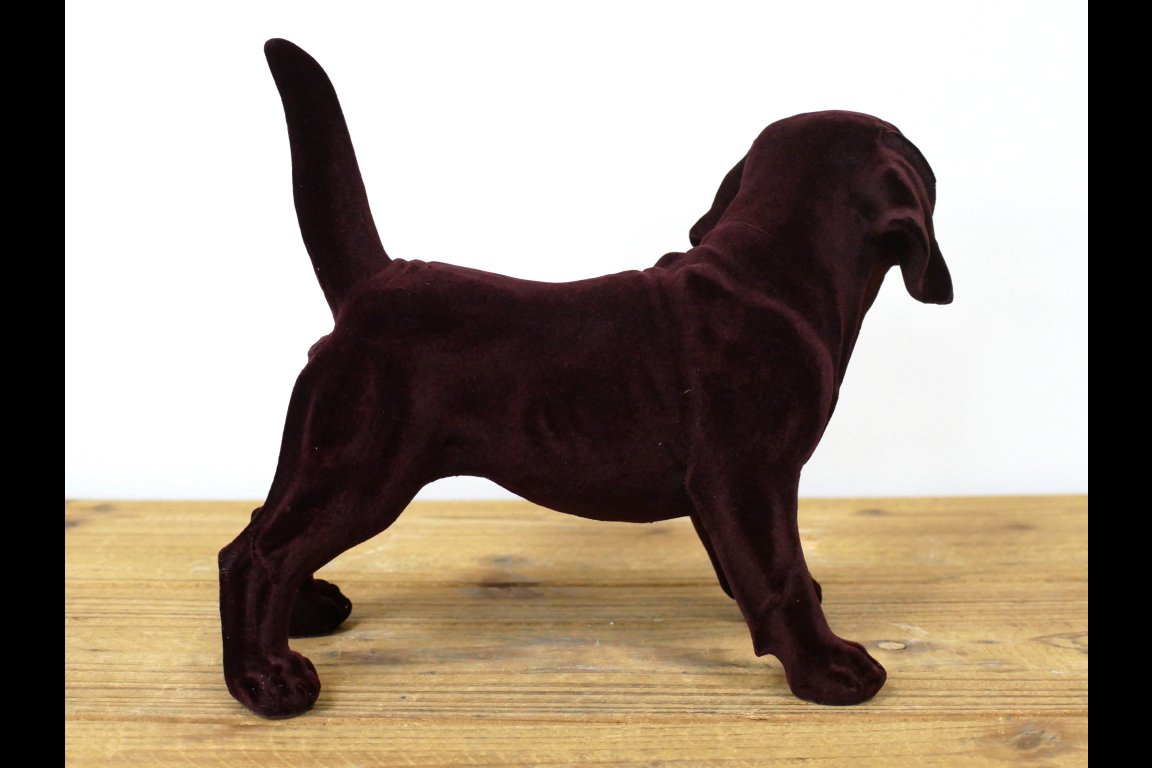 Brown Dog