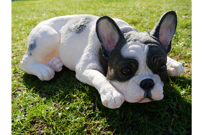 Laying Dog