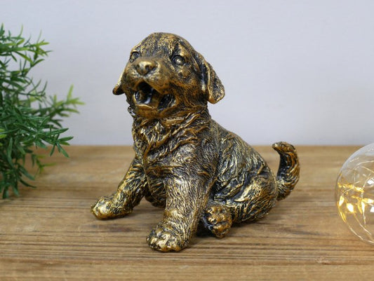 Puppy