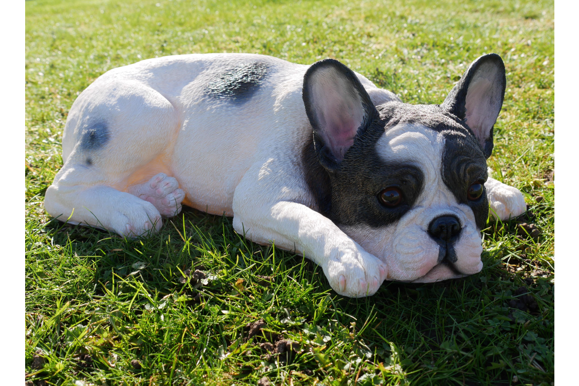 Laying Dog