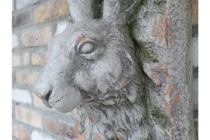 Rabbit Head
