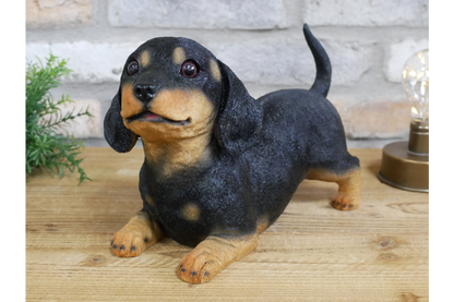 Playful Puppy