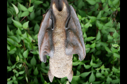Hanging Bat