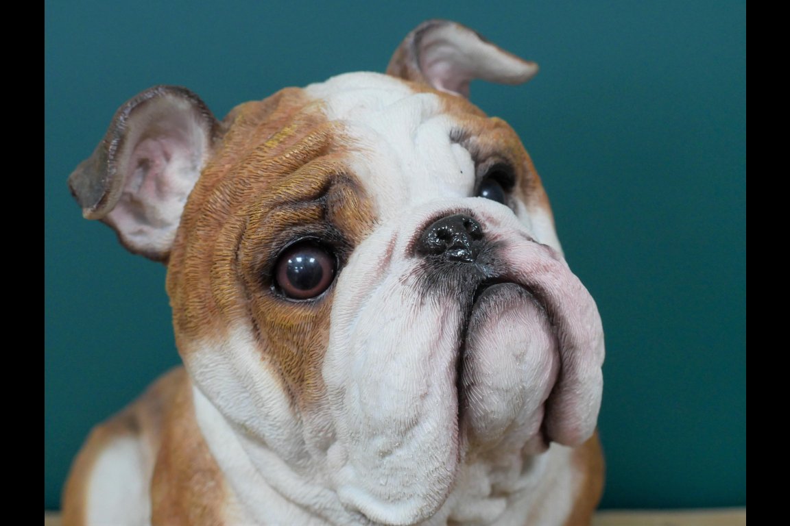 Sitting Bulldog