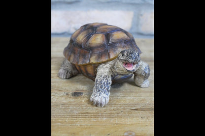 Tortoise