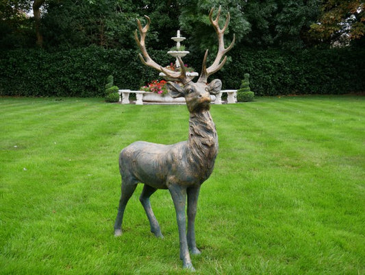 Stag