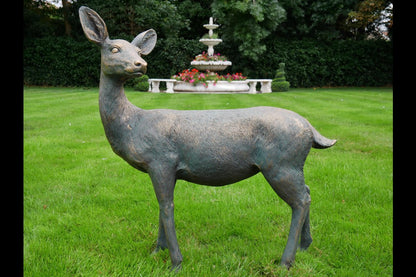 Deer