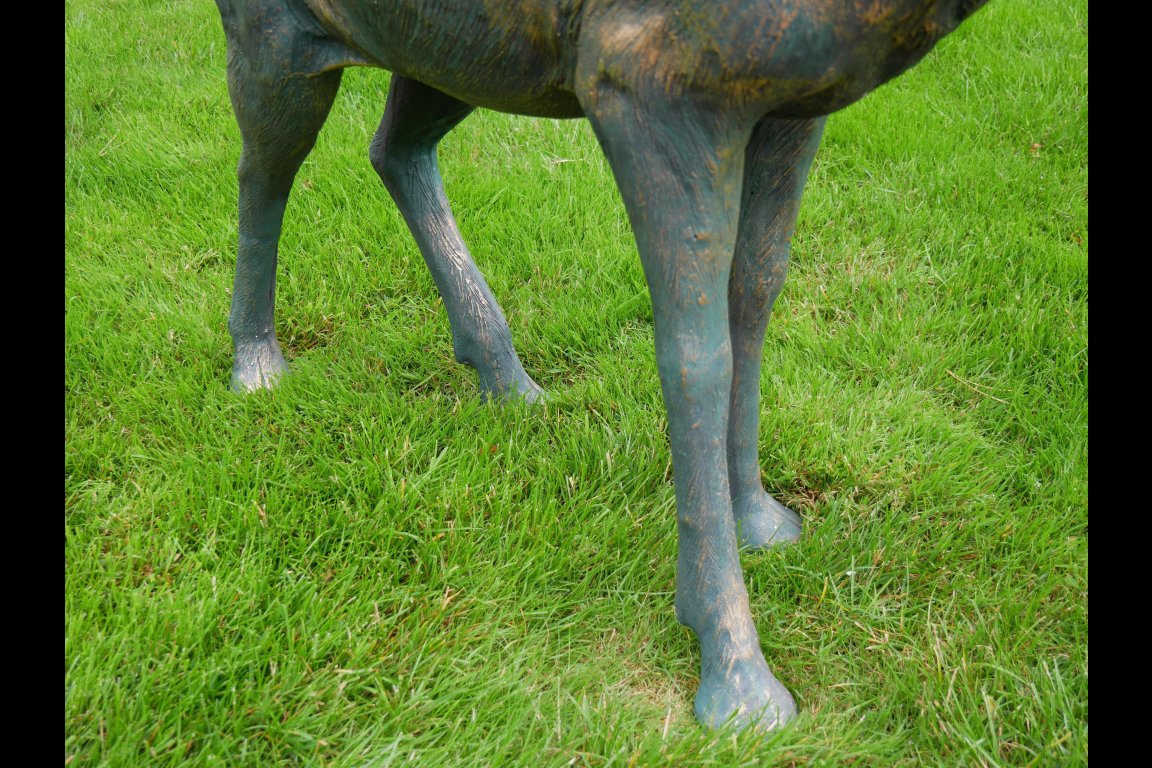 Stag