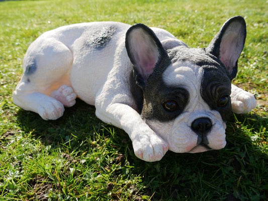 Laying Dog