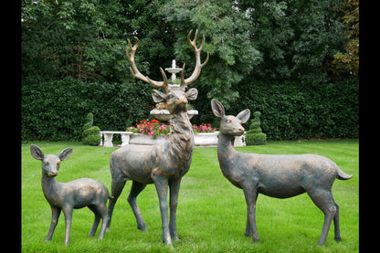 Stag