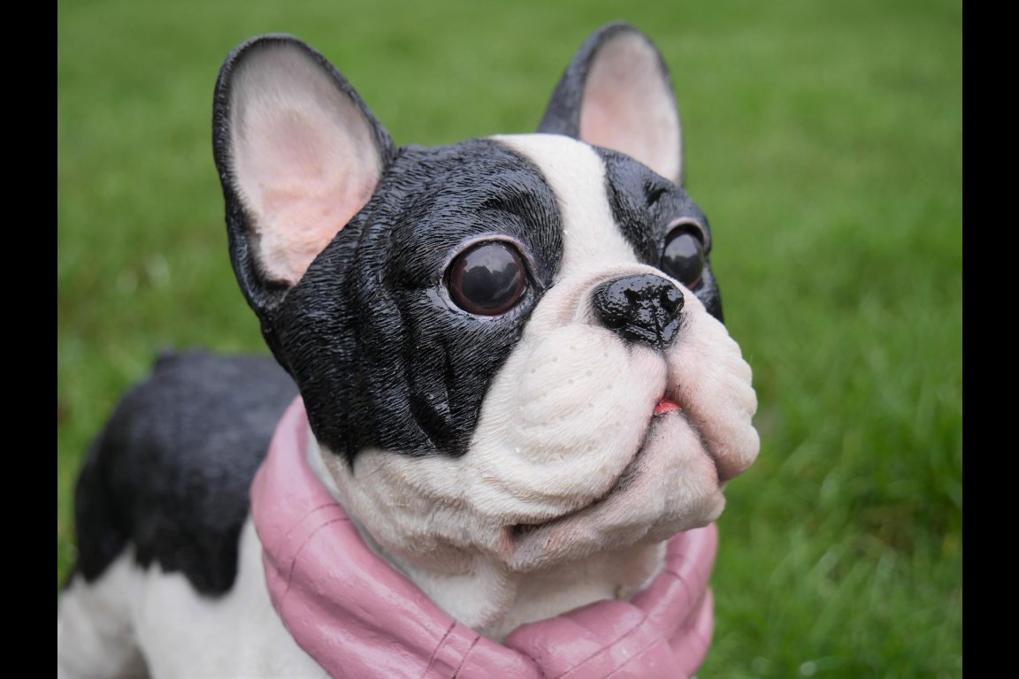 Dog With Scarf