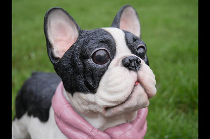 Dog With Scarf