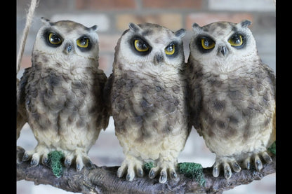 Three Owls On A Branch