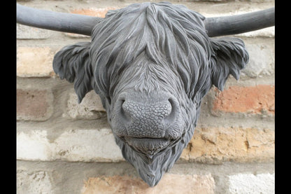 Cow Head