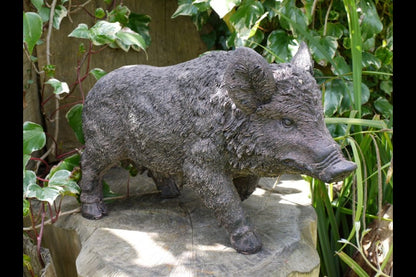 Pig