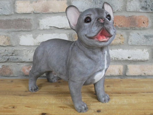 Standing Dog (Frenchie)