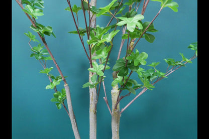 Artificial Flipper Tree