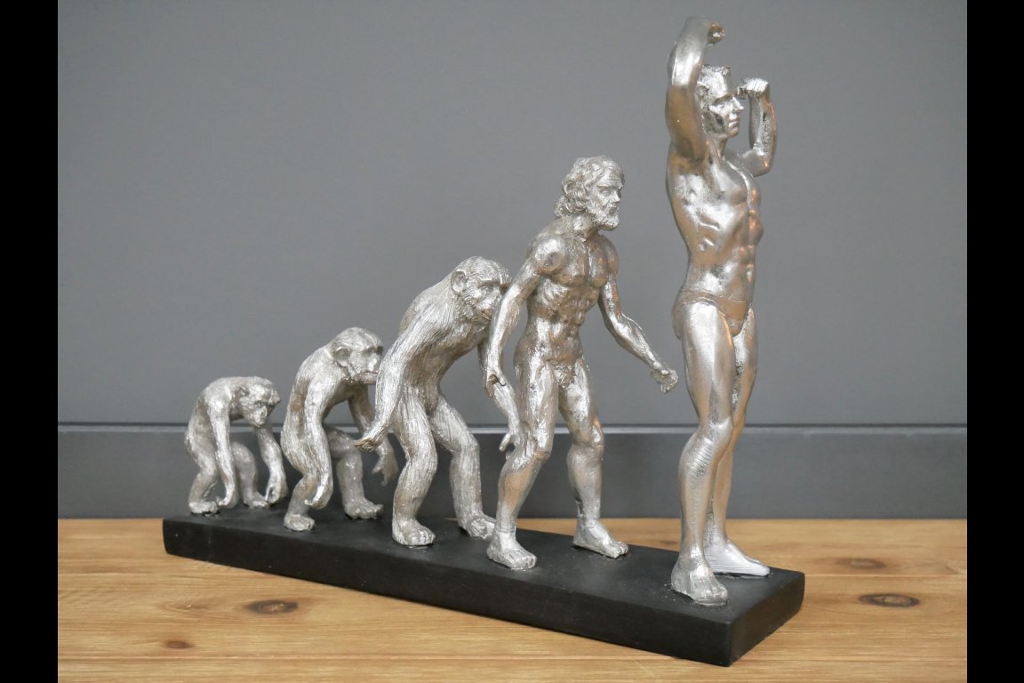 Human Evolution