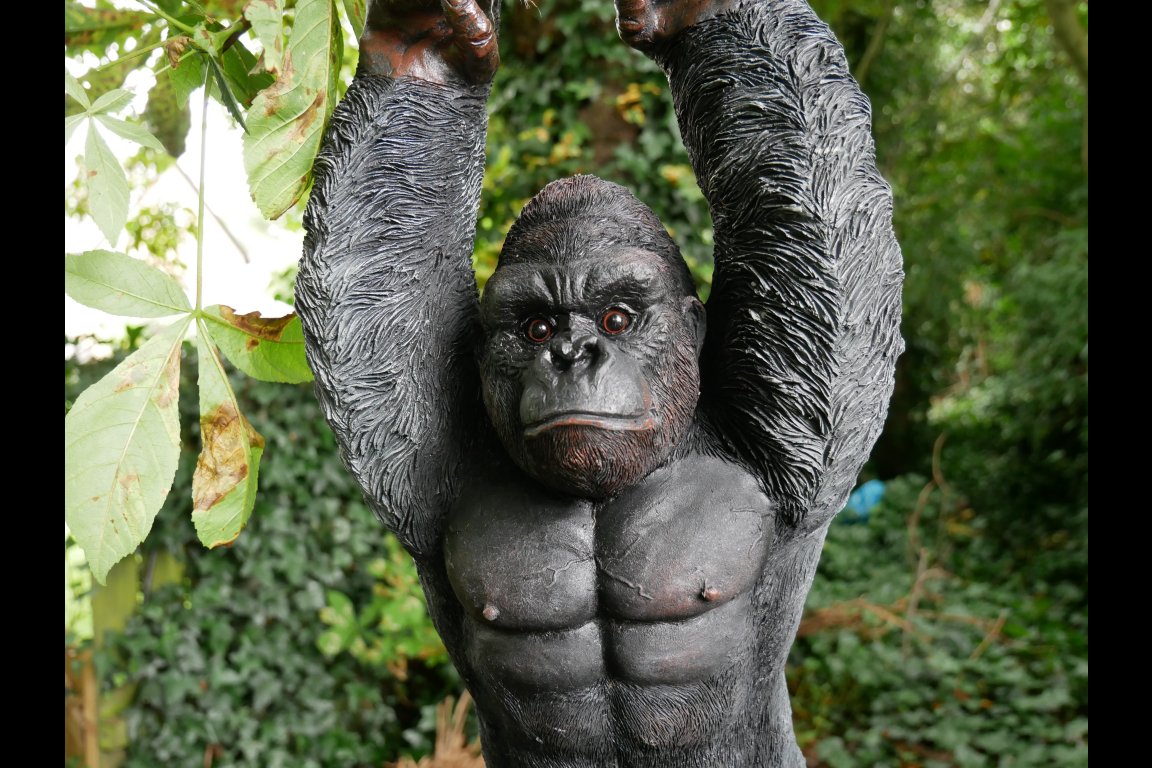 Hanging Gorilla