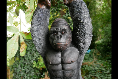 Hanging Gorilla