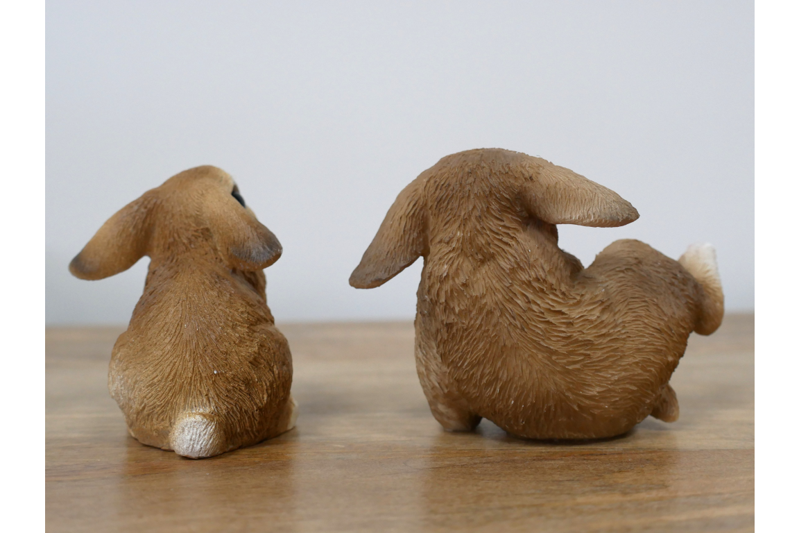 Mini Rabbits