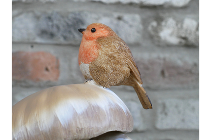 Robin On Top Of Mushrooms