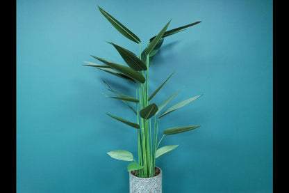 Artificial Canna