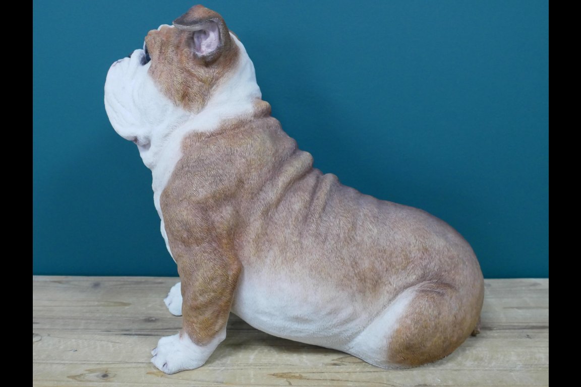 Sitting Bulldog