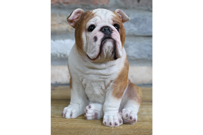 Bulldog