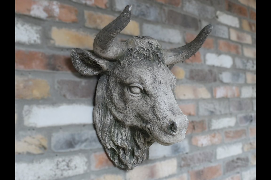 Cow Head
